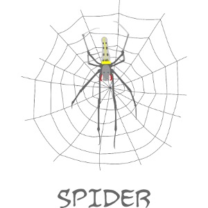 Spider - Nephila pilipes