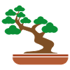 bonsai