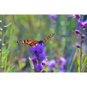 Butterfly in the Indiana Dunes Poster