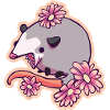 Funny Opossum Possum