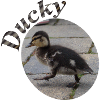 Ducky