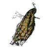 Beautiful Peacock