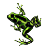 Green poison dart frog