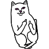 Fuck you cat