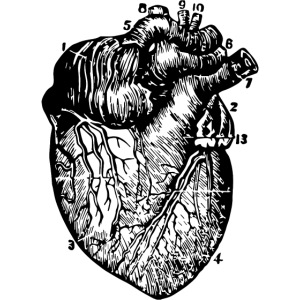 Big Heart - Vintage Medical Illustration
