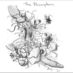 The rhizosphere