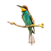 Bird Polygon