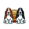 Basset Hound