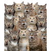 Surprised cats