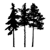 Pine Tree