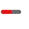 brain