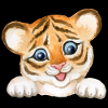 Beautiful baby tiger