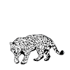 Snow Leopard Mama