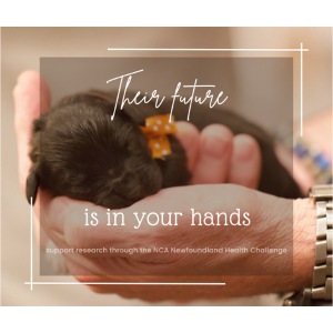 Their Future Is in Your Hands Research Fundraiser