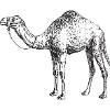 Camel T-Shirt