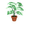 Crazy Plant Lady