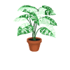 Monstera Whisperer