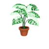 Monstera Addict