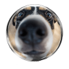 Dog in bubble