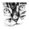 cat face