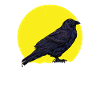 CROW / RAVENS: Raven Lunatic
