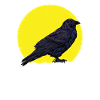 CROW / RAVENS: Raven Lunatic
