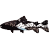Mountain Trout