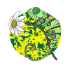 chameleon