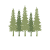 Forest Pine Trees