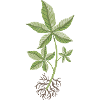 Money Tree Cutting