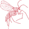 Mosquito