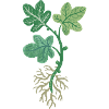 Fig Tree Cutting