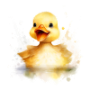 Splashy Ducky
