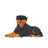 Life Without Rottweiler Is Meh