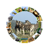Wildlife Lover Blue Sky Zebra