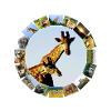 Wildlife Lover Blue Sky Giraffes