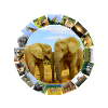Wildlife Lover Blue Sky Elephants
