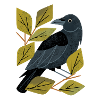 Perching Raven