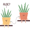 Aloe green