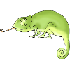 Green Chameleon