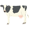 Black And White Cow