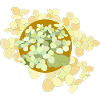 Hortensia
