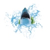 Shark Shark Fish