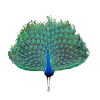 Dancing Peacock