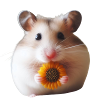 Seeds & Hamsters
