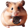 Seeds & Hamsters