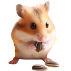 Seeds & Hamsters