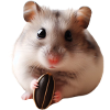 Seeds & Hamsters