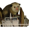 Dishwasher Possum, Funny, Opossum