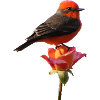 Vermilion Flycatcher